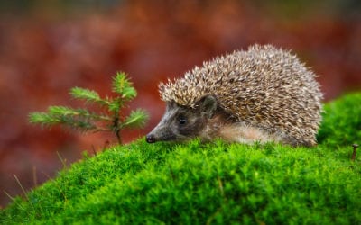 The Hedgehog of Wisdom