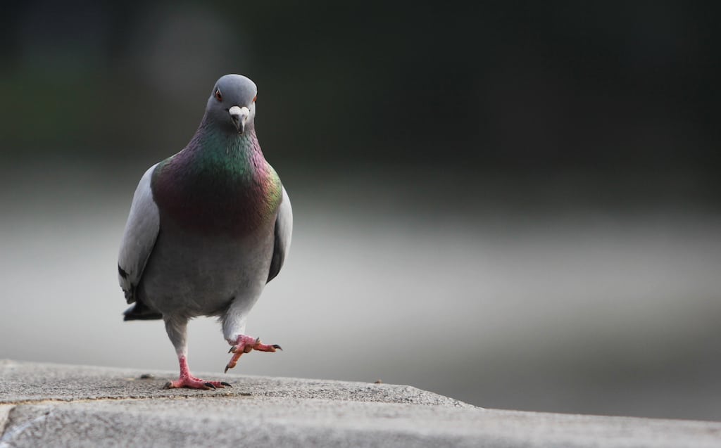 Money, Insecurity, and a Superstitious Pigeon